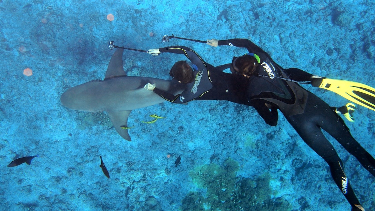 Two divers in wetsuits swimming underwater, each holding a camera and capturing footage of a nearby shark.
