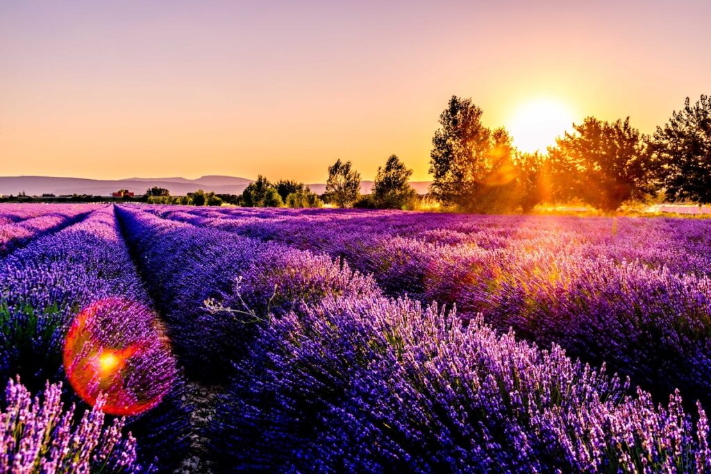 Rows of purple flowers in a sun-filled field.