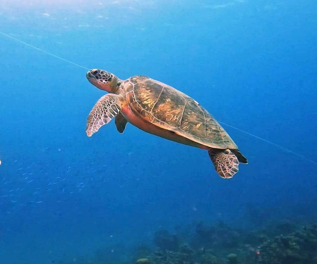 A sea turtle swims in clear blue water above a coral reef.